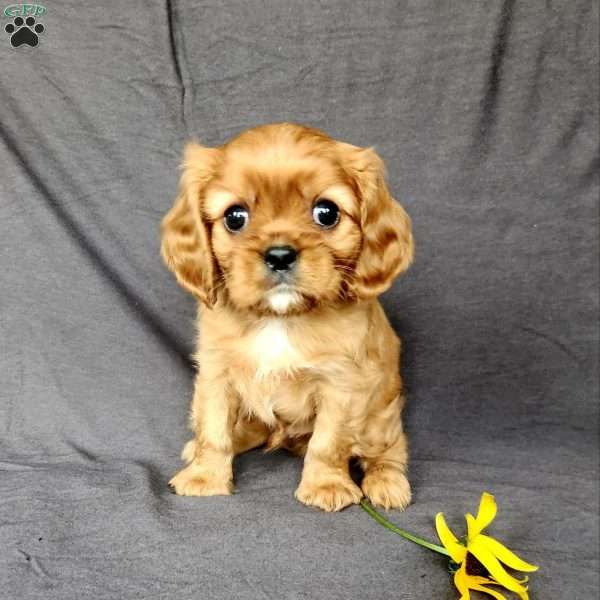 Mr Hugbug, Cavalier King Charles Spaniel Puppy
